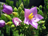 More about Fernkloof